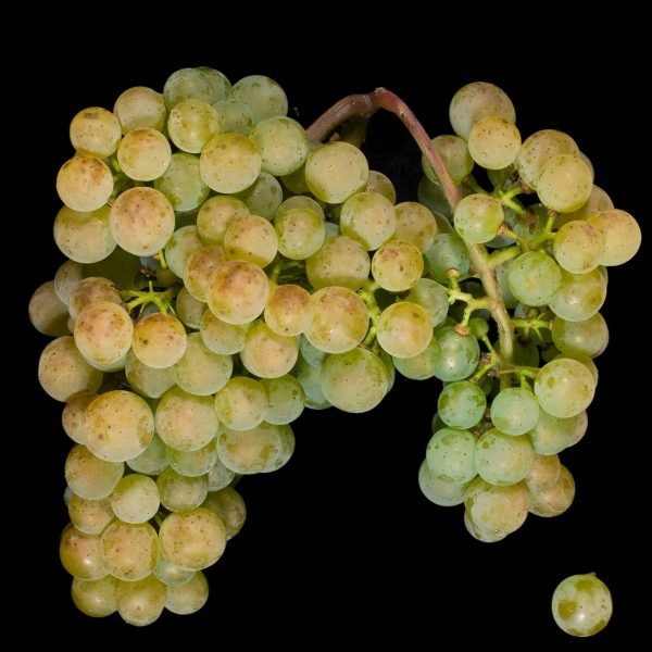 Albariño Albariño