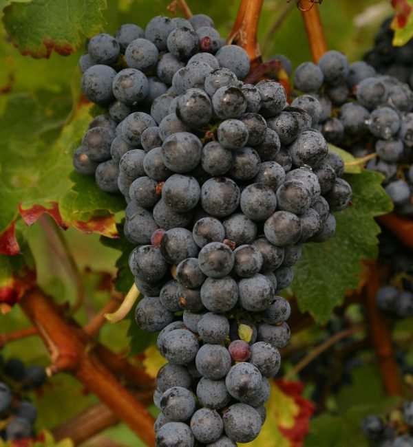 CabernetSauvignon CabernetSauvignon