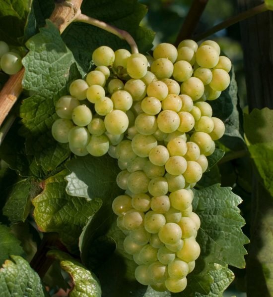 Cayetana Cayetana