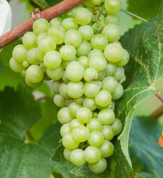 Chardonnay Chardonnay