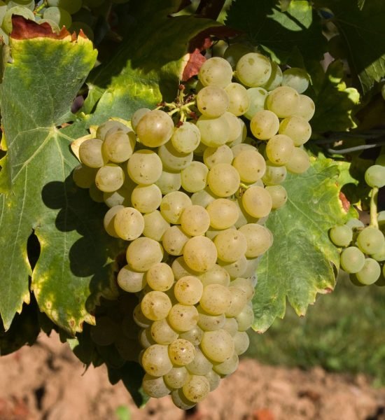 GarnachaBlanca GarnachaBlanca