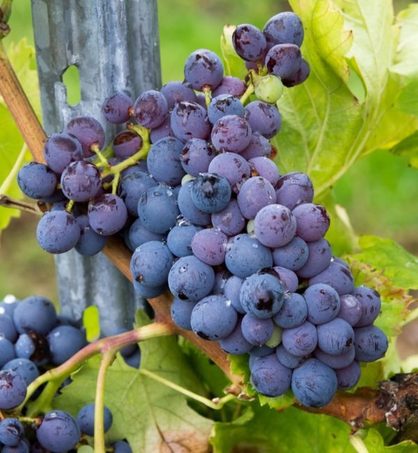 GarnachaTinta GarnachaTinta