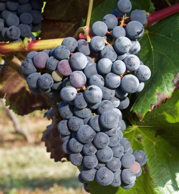 GarnachaTintorera GarnachaTintorera