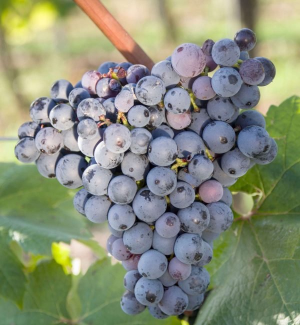 Graciano Graciano