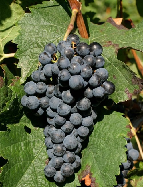 Merlot Merlot