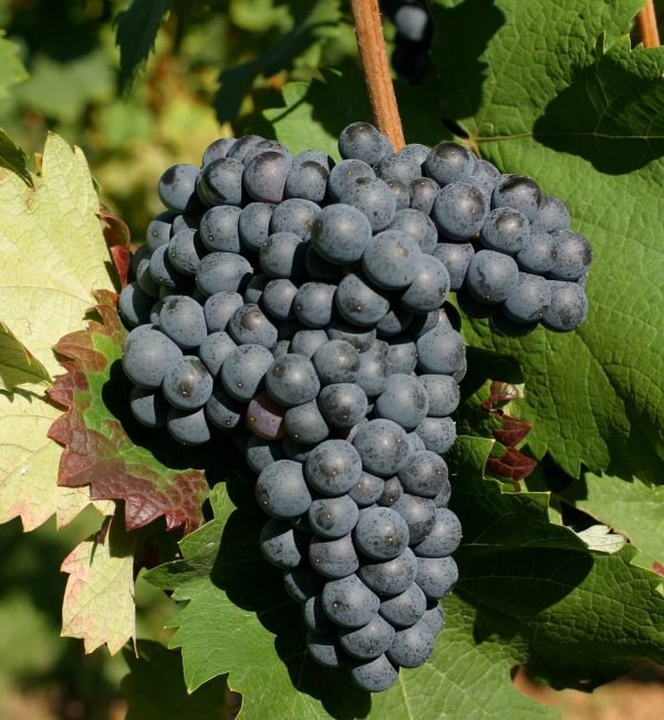 Monastrell Monastrell