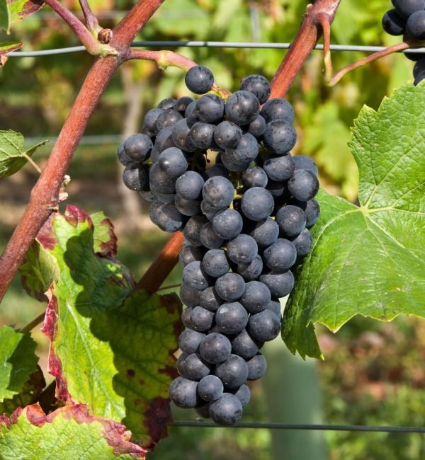 PinotNoir PinotNoir