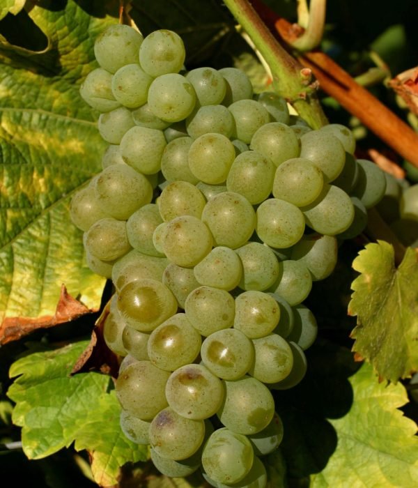 Sauvignon Sauvignon