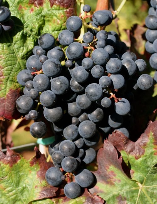 Tempranillo Tempranillo