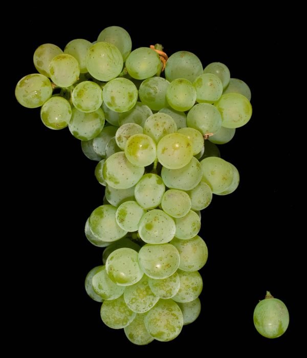 Verdejo Verdejo